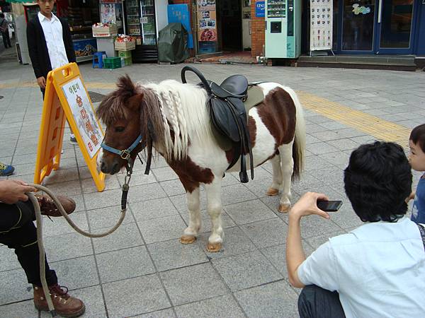 還有迷你馬