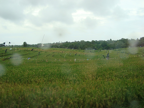 雨中的街景