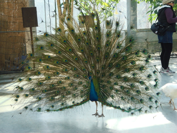 掛川花鳥園