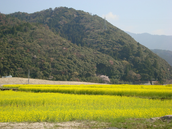 油菜花田