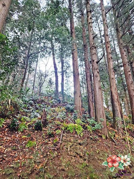 中尊寺&金色堂@千年歷史遺產 閃耀金色光芒金色堂 收藏寶物3