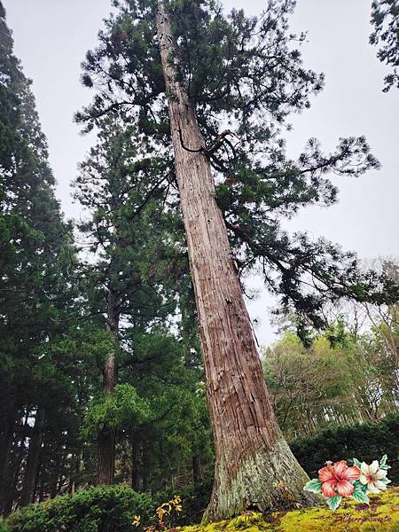 中尊寺&金色堂@千年歷史遺產 閃耀金色光芒金色堂 收藏寶物3