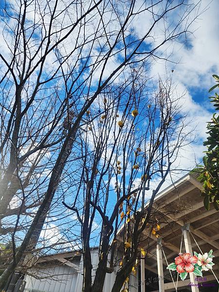 金蛇水神社@日本東北最強金運能量神社 參拜金蛇 撫摸特別蛇紋