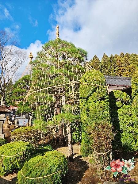 金蛇水神社@日本東北最強金運能量神社 參拜金蛇 撫摸特別蛇紋