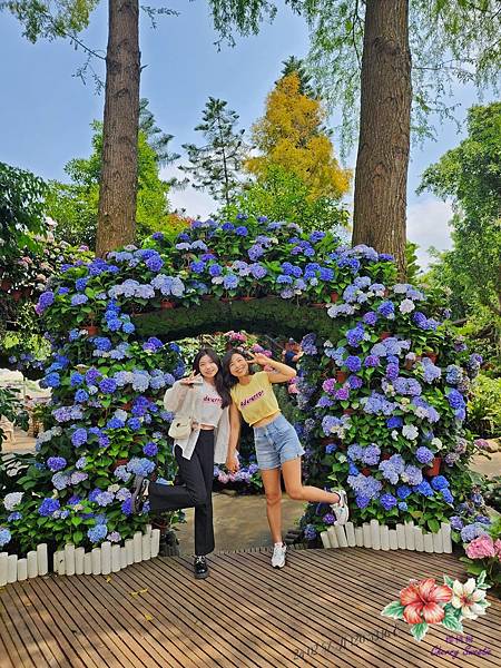 花露農場@3~6月繡球花季 徜徉繡球花海中 體驗搭乘繡球花小