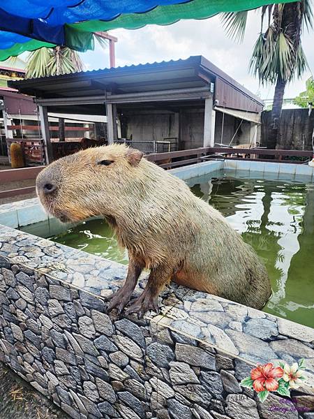 三隻小豬觀光農場@入園門票親民 農場乾淨整潔 超可愛狐獴.綿