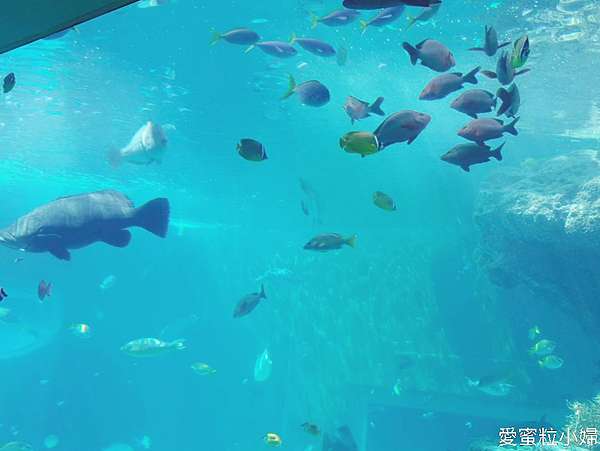 旅食 沖繩 美麗海水族館 跳躍的海豚群 內有海豚劇場演出時間 愛蜜粒小婦 Amily生活札記 痞客邦 旅食 沖繩 美麗海水族館 跳躍的海豚群 內有海豚劇場演出時間 愛蜜粒小婦 Amily生活札記 痞客邦