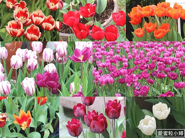 【旅食.士林】日荷土異國鬱金香爭奇鬥艷!士林官邸賞鬱金香花海