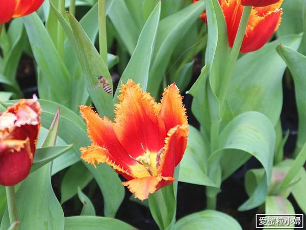 【旅食.士林】日荷土異國鬱金香爭奇鬥艷!士林官邸賞鬱金香花海