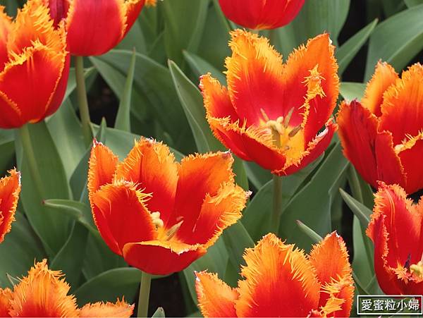 【旅食.士林】日荷土異國鬱金香爭奇鬥艷!士林官邸賞鬱金香花海