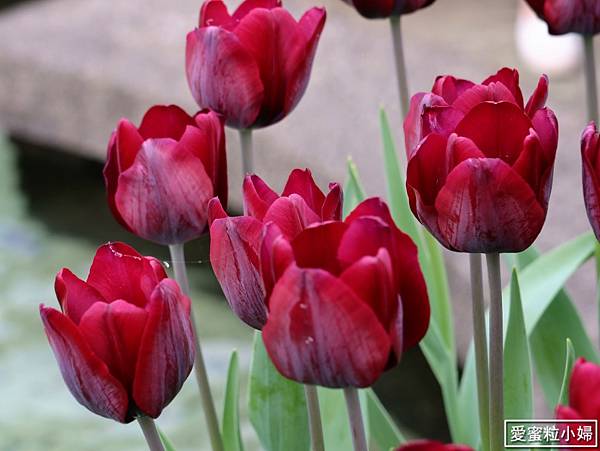 【旅食.士林】日荷土異國鬱金香爭奇鬥艷!士林官邸賞鬱金香花海