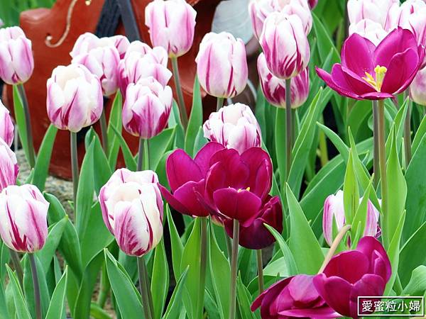 【旅食.士林】日荷土異國鬱金香爭奇鬥艷!士林官邸賞鬱金香花海