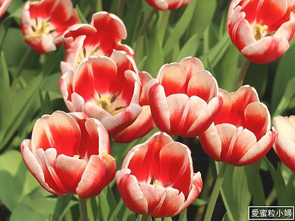 【旅食.士林】日荷土異國鬱金香爭奇鬥艷!士林官邸賞鬱金香花海