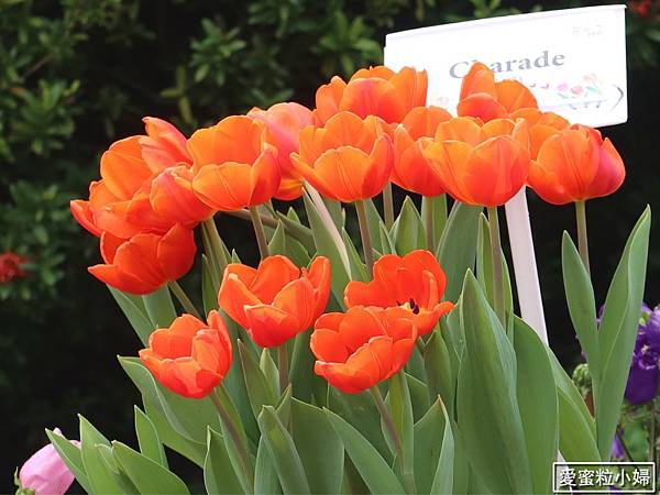 【旅食.士林】日荷土異國鬱金香爭奇鬥艷!士林官邸賞鬱金香花海