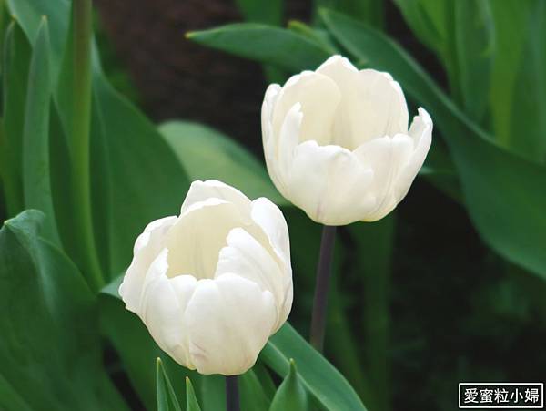 【旅食.士林】日荷土異國鬱金香爭奇鬥艷!士林官邸賞鬱金香花海