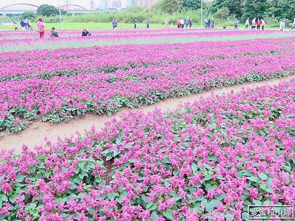 旅食 大安區 台北漸層紫色花海 捷運公館站古亭河濱公園紫色浪漫花海 愛蜜粒小婦 Amily生活札記 痞客邦 旅食 大安區 台北漸層紫色花海 捷運公館站古亭河濱公園紫色浪漫花海 愛蜜粒小婦 Amily生活札記 痞客邦