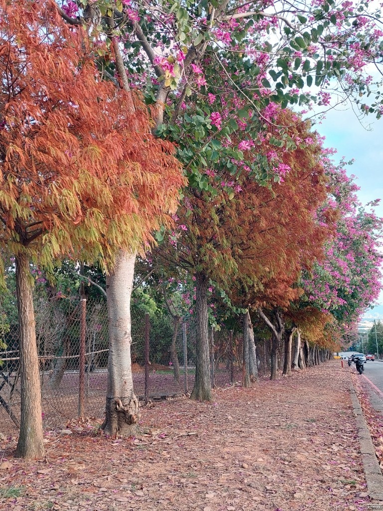 【旅食.台中】延綿長一公里落羽松！台中后里麗寶落羽松大道，交