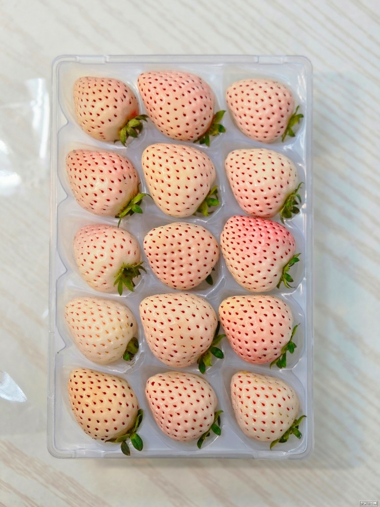 【旅食.苗栗】台灣職人農作珍稀的日本品種草莓，大湖「Bean