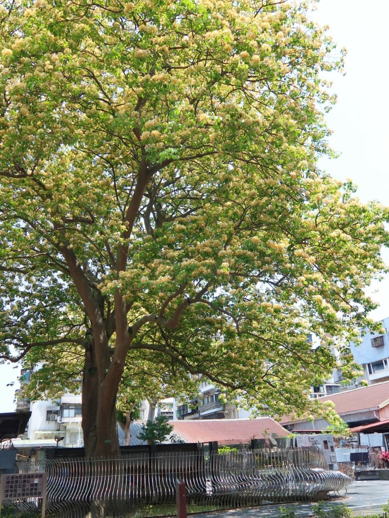 【旅食.大安區】三層樓高耀眼加羅木