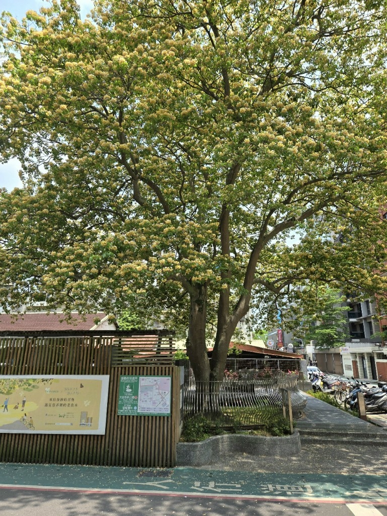 【旅食.大安區】三層樓高耀眼加羅木 【旅食.大安區】三層樓高耀眼加羅木
