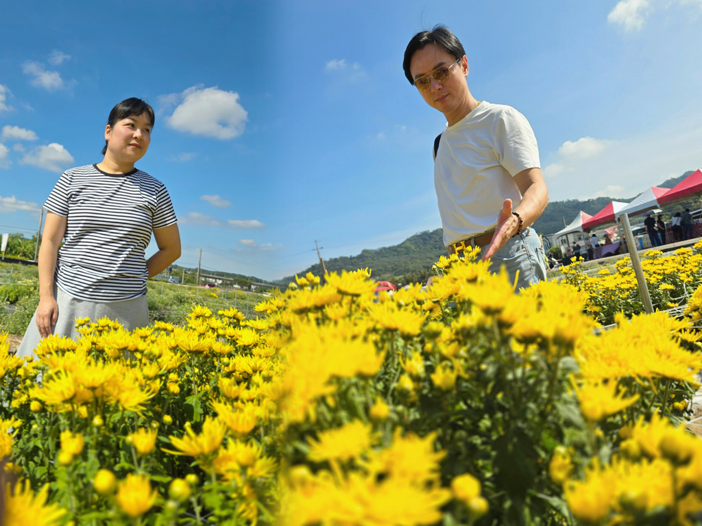 【旅食.苗栗】彩色杭菊、波斯菊花海鐵道景點,2025銅鑼杭菊 【旅食.苗栗】彩色杭菊、波斯菊花海鐵道景點,2025銅鑼杭菊