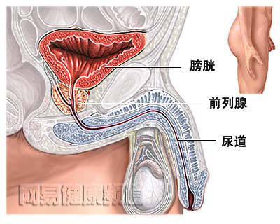 前列腺4.jpg