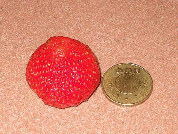 草莓7K