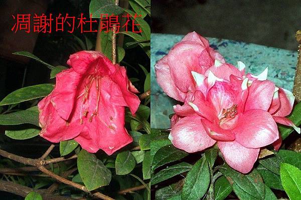 杜鵑花 C3