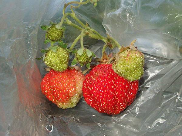 草莓7H
