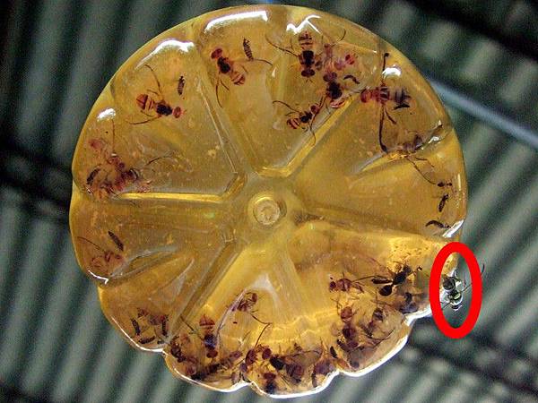 環保酵素誘捕果實蠅O