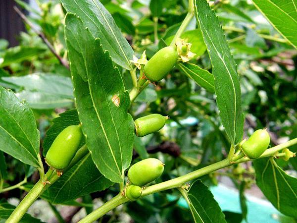 環保酵素誘捕果實蠅A2