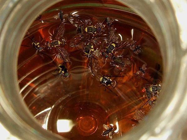 環保酵素誘捕果實蠅A