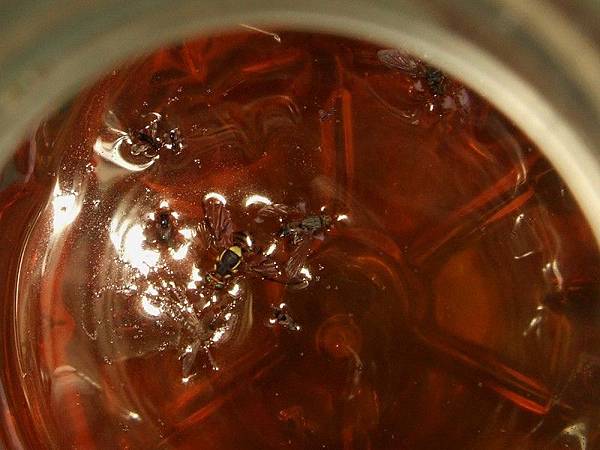 環保酵素誘捕果實蠅L4