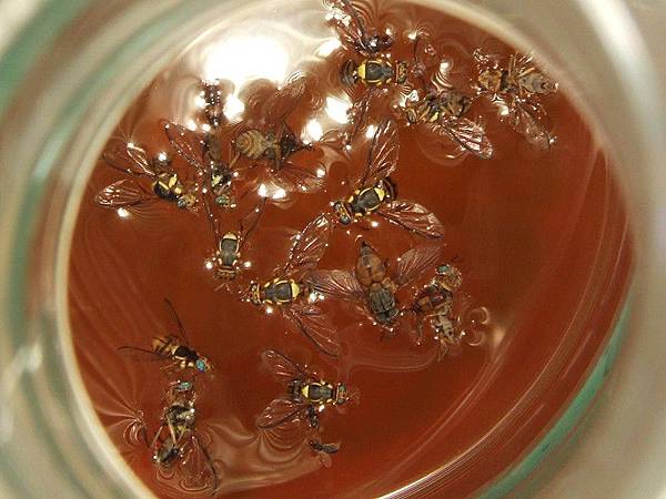 環保酵素誘捕果實蠅L3