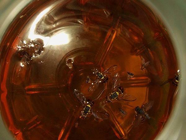 環保酵素誘捕果實蠅L5