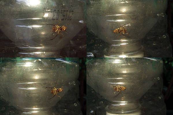 環保酵素誘捕果實蠅M