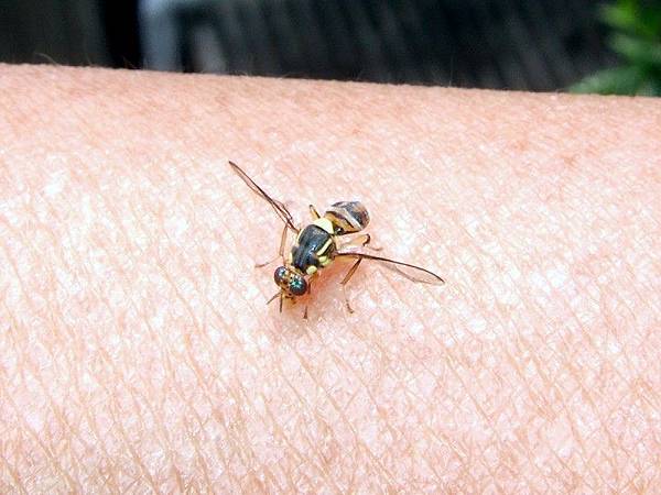 環保酵素誘捕果實蠅A5