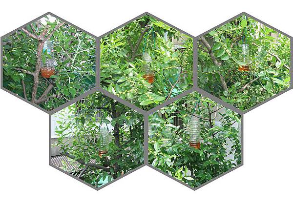 環保酵素誘捕果實蠅K 