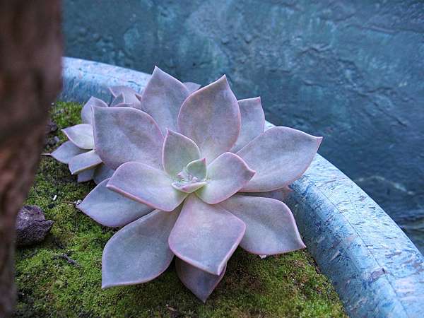石蓮花1 石蓮花的栽種方法 實際紀錄 頂樓菜園 痞客邦