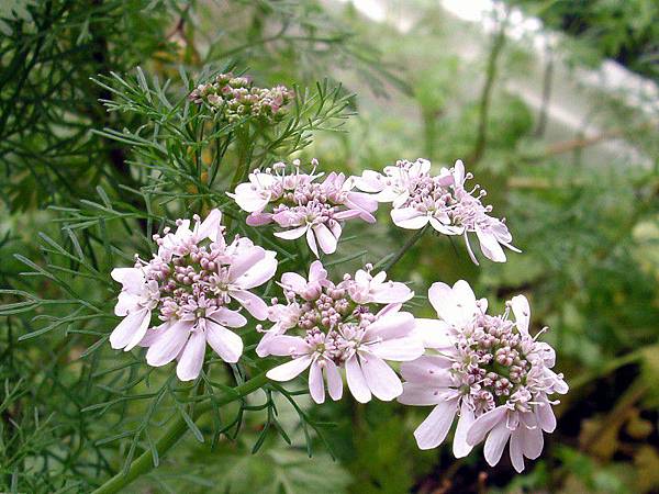 香菜花盛開