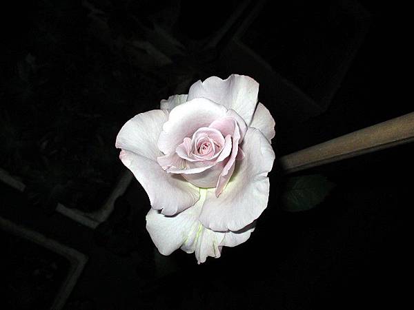 紫玫瑰 H