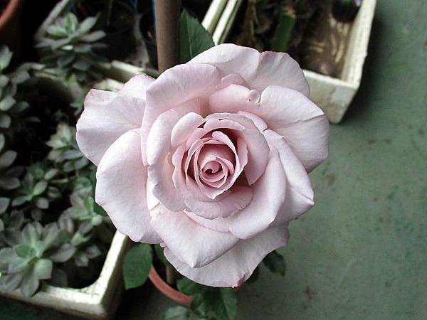 紫玫瑰 I