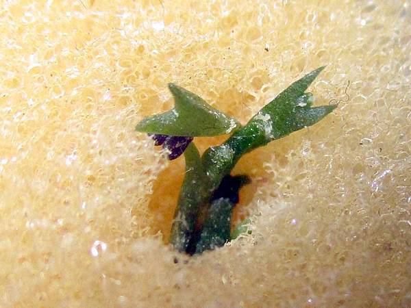 螃蟹蘭種子盆栽N4