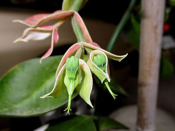 翠雀珊瑚3 翠雀珊瑚盛開 頂樓菜園 痞客邦