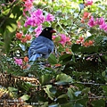 臺灣藍鵲