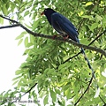 臺灣藍鵲