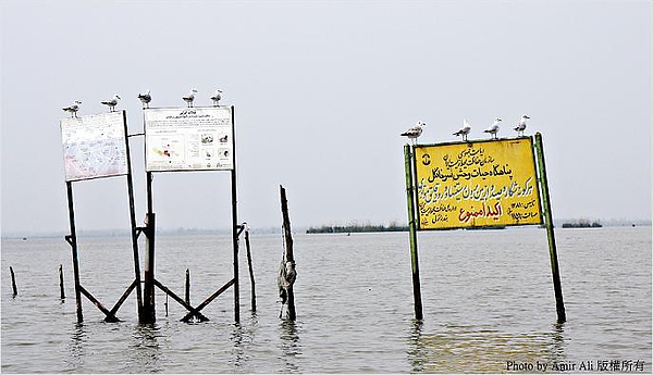 Anzali Lagoon008.jpg