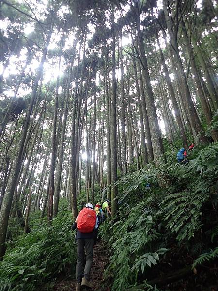 20197月28日五峯油羅山_190729_0051.jpg