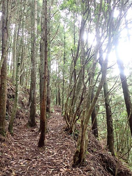 20197月28日五峯油羅山_190729_0033.jpg