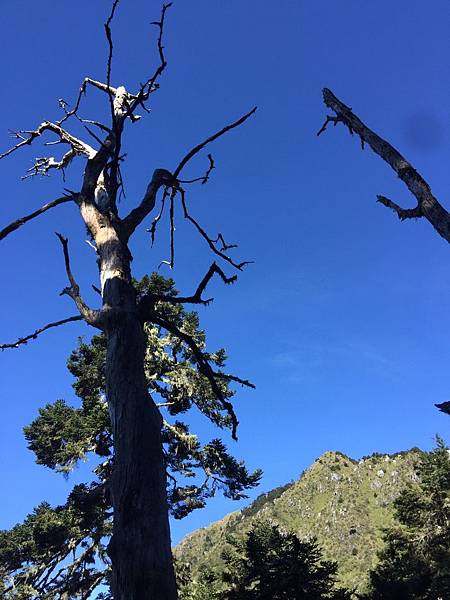 2019117-10 玉山順遊阿里山（玉華）_191114_0140.jpg